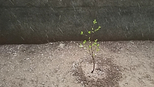 Meteorolojiden dolu uyarısı! 