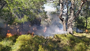 Orman yangını söndürüldü