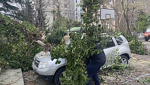 Otomobillerin üzerine ağaç devrildi