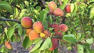 Sofralık kayısı hasadı başladı!