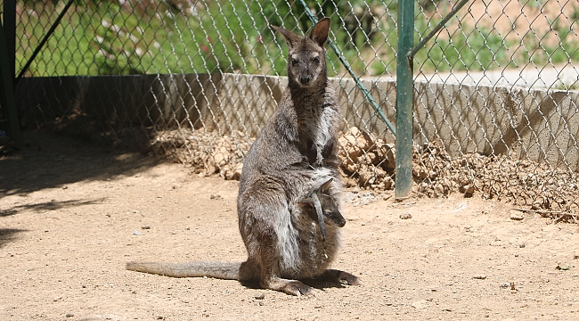 İki ayda 14 yeni yavru dünyaya geldi
