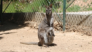 İki ayda 14 yeni yavru dünyaya geldi