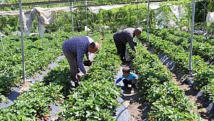9 liradan satılan çilek yüz güldürdü