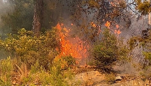Alanya'da çıkan yangın söndürüldü