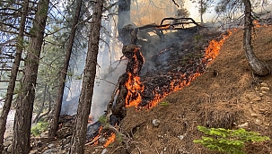 Alanya'da orman yangını! 