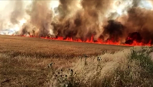 Alevler bin 100 dönüm ekini kül etti 