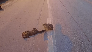 Yaralı kedinin başında böyle bekledi 