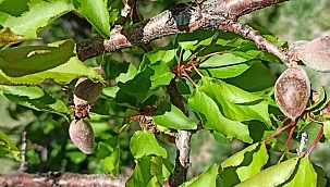 Araştırma komisyonu kurulmasını istedi 