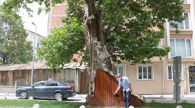Asırlık çınar ağacına ahşaplı koruma!