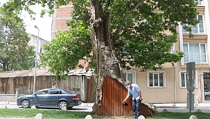 Asırlık çınar ağacına ahşaplı koruma!