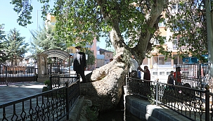 Asırlık çınar zamana meydan okuyor