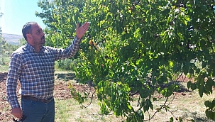'Bahçelerde inceleme yaptık içimiz acıdı'