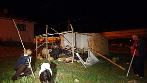 Başıboş köpekler koyunları telef etti 