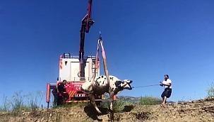 Bataklığa saplanan inek kurtarıldı!