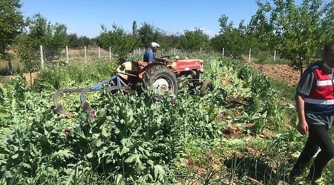 Yedi ayrı adrese haşhaş operasyonu!