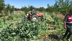 Yedi ayrı adrese haşhaş operasyonu!