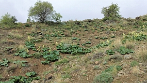 Faydası saymakla bitmiyor!