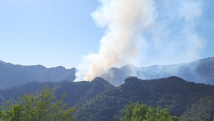 Hatay'da orman yangını! 