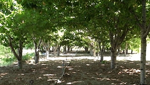 'İhracatçılar arıyor yok diyemiyoruz'