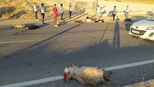 Kamyonet koyun sürüsüne daldı 