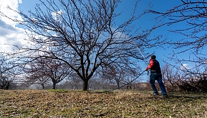 Kayısıda kabuklu bit tehlikesi! 