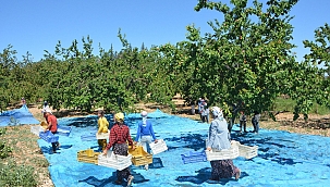 Kayısıda tahmini rekolte çalışmaları 