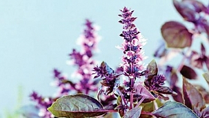 MTÜ reyhanı inceliyor!