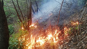 Ordu'da örtü yangını 