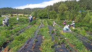 Örtü altı çilekte ilk hasat yapıldı! 