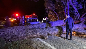 Otomobil devrilen ağaca çarptı: 3 yaralı 