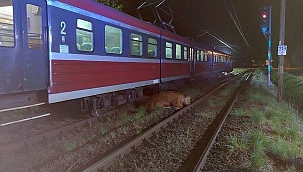 Polonya'da tren kazası! 
