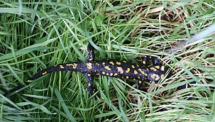 "Ücret karşılığı sizden alalım dediler"