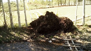 Doğanşehir'de fırtına ağaçları devirdi