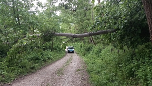 Sinop'ta yıkılan ağaç yolu kapattı 