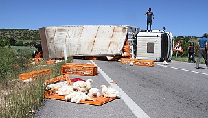 Tır devrildi yüzlerce tavuk telef oldu