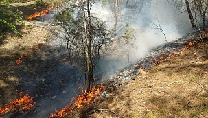 Uşak'ta 1 hektar alan kül oldu!