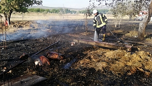 Yangında 2 küçükbaş hayvan telef oldu