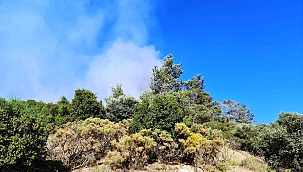 Yangında ormanlık alan zarar gördü