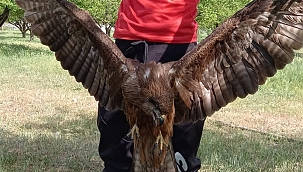 Yaralı Kartal tedavi edilmeyi bekliyor 