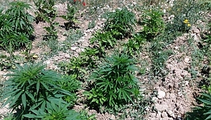 Akçadağ'da uyuşturucu operasyonu!