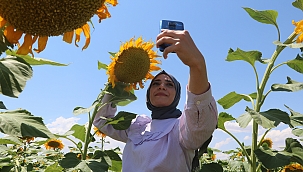 Ay çekirdeği tarlaları sarıya bürüdü!
