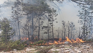 Doğanyol'da ormanlık alanda yangın