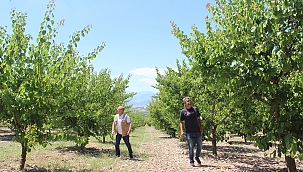 "Hasat edecek ürün bulamadık"