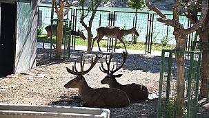 Hayvanat Bahçesi ziyarete açıldı