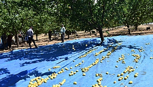 Kayısının başkentinde hasat dönemi 