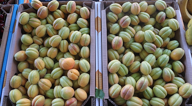 Kayısının kilosu 15 TL'den satılıyor!