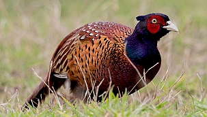 Kene avcısı 15 bin sülün doğaya salınacak 