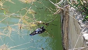 Önce kurtardı sonra sevdi!