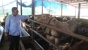 Kurbanlıklar otomobil fiyatına satılıyor