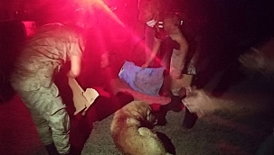 Silahla vurulan köpeğe jandarma sahip çıktı 
